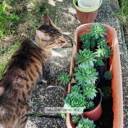 Photo 1/1 Cat reunited Lost in Rochefort