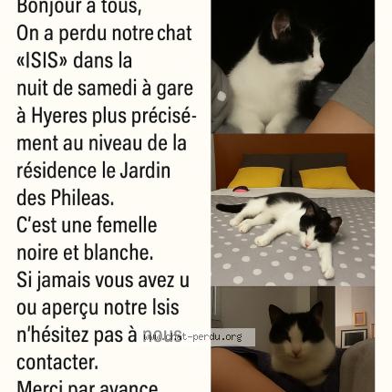 Photo 1/1 ISIS Chat lost in Hyeres