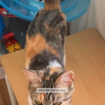 Photo 1/2 Nala Chat lost in Valenton