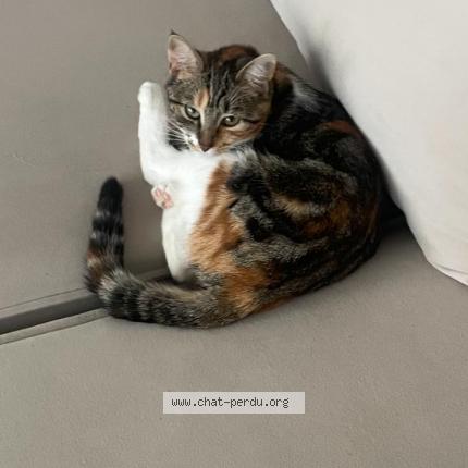 Photo 2/2 Nala Chat lost in Valenton