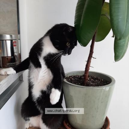 Photo 1/1 Pistou Chat lost in Nice