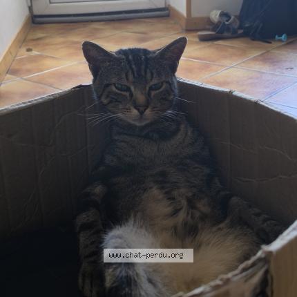 Photo 1/1 P'tit Gilbert Chat lost in Vezet