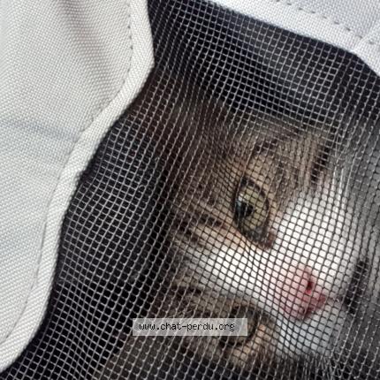 Photo 1/1 Cherry Chat lost in Citers