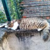 Picture of cat lost at Le Cheix Sur Morge
