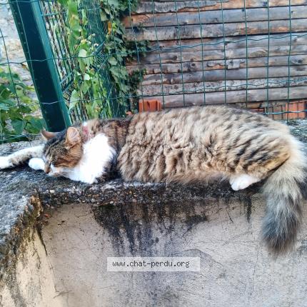 Photo 1/1 Lucky Chat lost in Le cheix sur morge