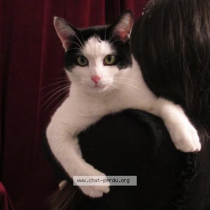 Photo 1/1 CHASE Chat lost in Rennes