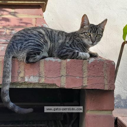 Photo 1/1 Luz Chat lost in Burzaco