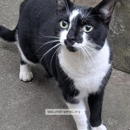 Photo 1/1 TOKYO Chat lost in Issy les moulineaux