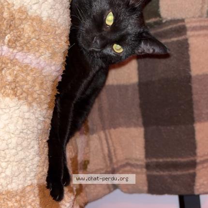 Photo 1/1 Tornade Chat lost in Livry gargan