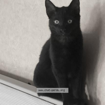 Photo 1/1 Salem Chat lost in Fosse