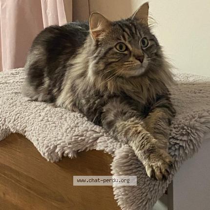 Photo 1/1 Henri Chat lost in Gleize