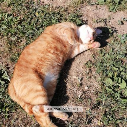 Photo 1/1 Marie Butet Chat lost in Egreville