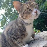 Picture of cat lost at Guerbigny