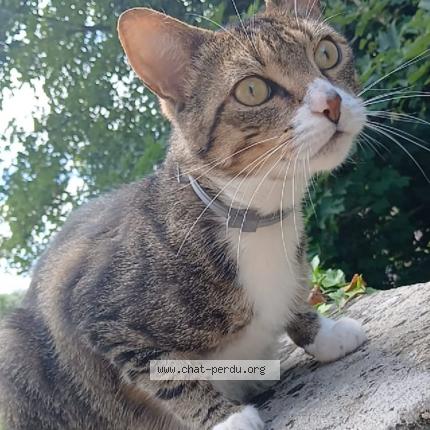 Photo 1/1 Tigrou Chat lost in Guerbigny