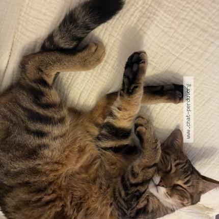 Photo 1/1 Noisette Chat lost in Saint zacharie