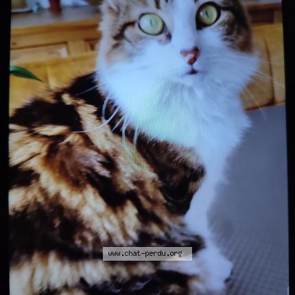 Photo 1/1 Symphonie Chat lost in Amplier