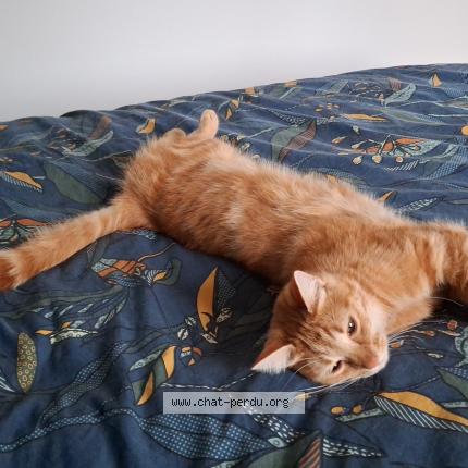 Photo 1/1 Winnie Chat lost in Amberieu en bugey