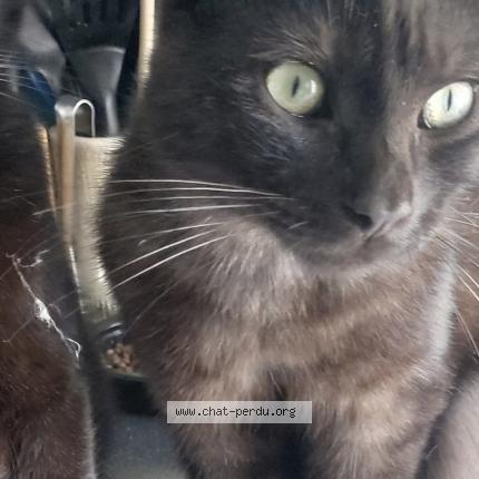 Photo 1/1 Tao Chat lost in Saint marcellin en forez