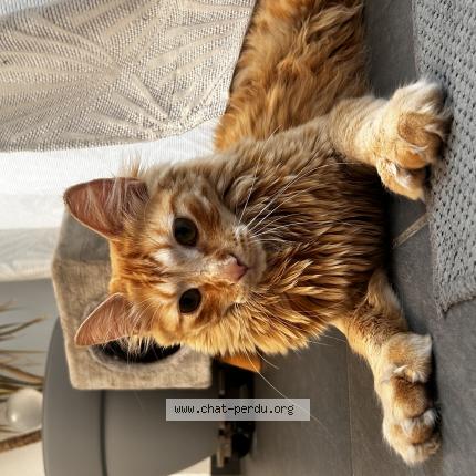 Photo 1/1 Happy Chat lost in Premesques