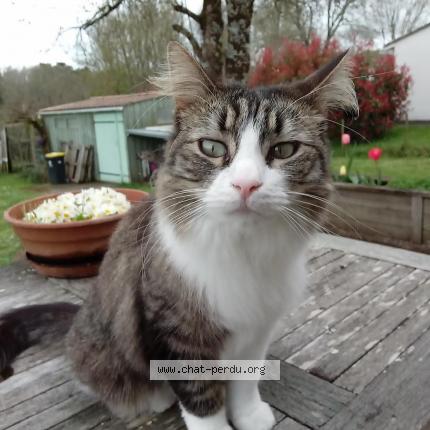 Photo 1/1 Shelby Chat lost in Saint mariens