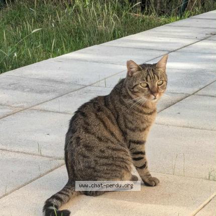 Photo 1/1 Ricky Chat lost in Montpellier