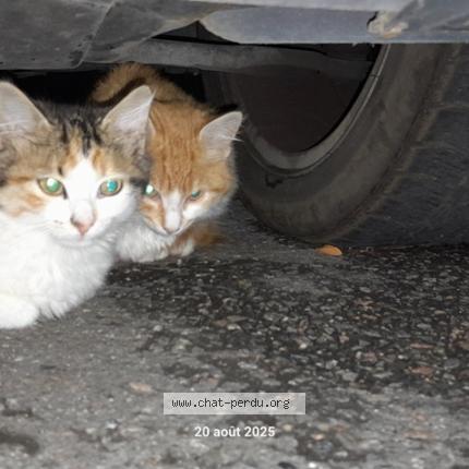 Photo 1/1 Found cat Found in Tarare