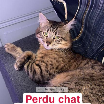 Photo 1/1 Willi Chat lost in Belfort