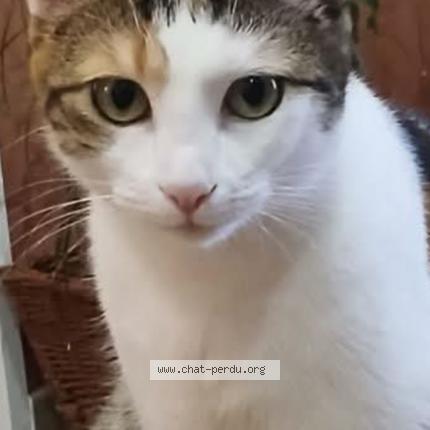 Photo 1/1 Willo Chat lost in Saint sernin du bois