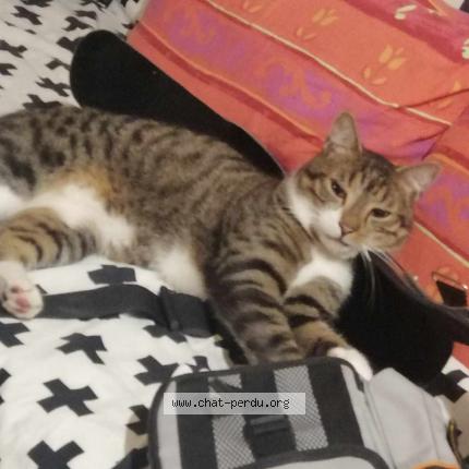 Photo 1/1 Saphir Chat lost in Dijon