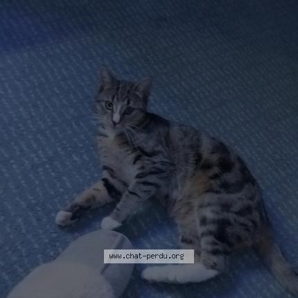 Photo 1/1 Perle Chat lost in Le thor