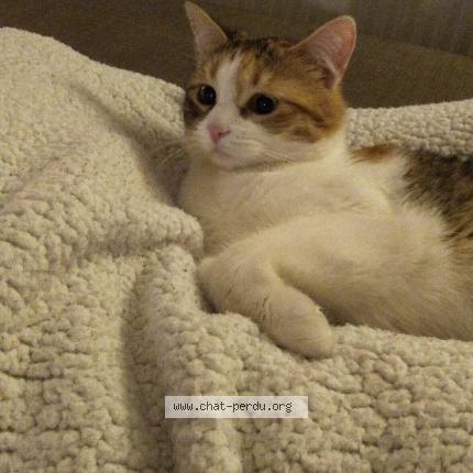 Foto 1/1 Kat teruggevonden Vermist in Court Saint Etienne
