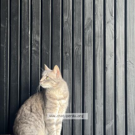 Photo 1/1 Osaka Chat lost in Cornebarrieu