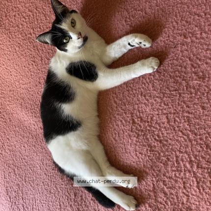 Photo 1/1 Virgule Chat lost in Ambrault