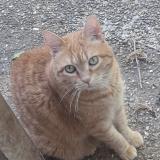 Picture of cat lost at Compiegne