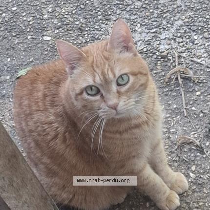 Photo 1/1 Yuri Chat lost in Compiegne