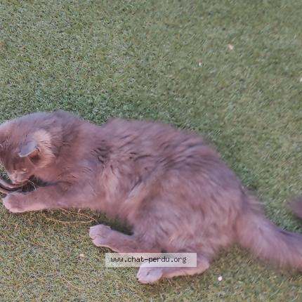 Photo 1/1 Athene Chat lost in Dompierre