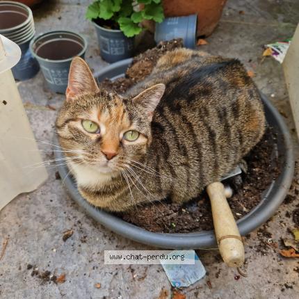 Foto 1/1 Kat teruggevonden Vermist in Woluwe St Lambert