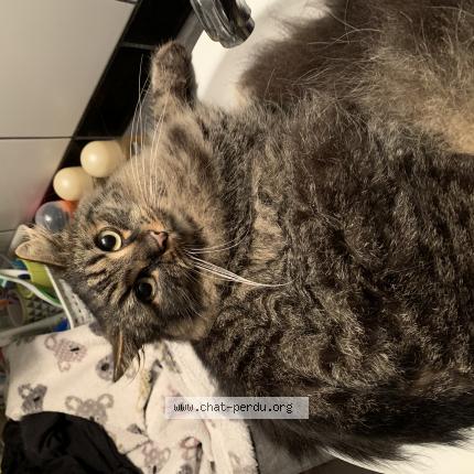 Photo 1/1 Filou Chat lost in Cerans foulletourte