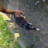 Picture of cat lost at Tartas