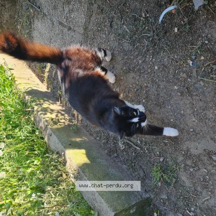 Photo 1/1 Oreo Chat lost in Tartas