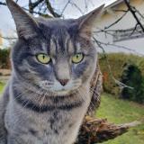 Picture of cat lost at Besancon