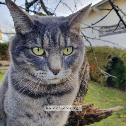 Photo 1/1 Oursette Chat lost in Besancon