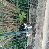 Picture of cat found at Lyon