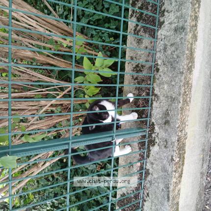 Photo 1/1 Found cat Found in Lyon