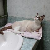 Picture of cat found at Saint Jean D Angely