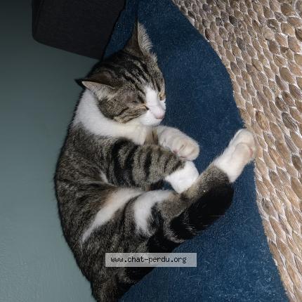 Photo 1/1 Pepita Chat lost in Tournefeuille