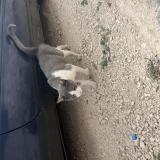 Picture of cat found at Linieres Bouton