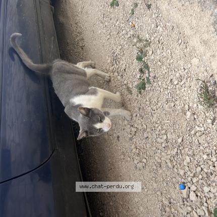 Photo 1/1 Found cat Found in Linieres bouton