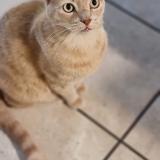Cesare