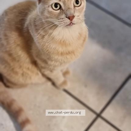 Foto einer verlorenen Katze in Fribourg